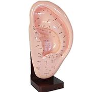 Modèles anatomiques, Modèle anatomique d'acupuncture auriculaire de 8,6 pouces - for l'acupuncture médicale et les points d'acupuncture modèle de corps humain méridien, aide à la formation médicale