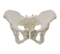 Modèles anatomiques, Modèle anatomique, os de la hanche, bassin, modèle féminin for les médecins, sciences, l'éducation et l'étude l'anatomie