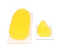 Modèles anatomiques, Modèle d'anatomie de la graisse grandeur nature - Modèle de tissu adipeux - for nutritionniste, cours de sciences anatomiques for étudiant en médecine, 1,1 lb/2,3 kg