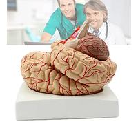 Modèles anatomiques, Modèle d'anatomie de l'artère cérébrale de taille adulte détachable en 9 parties, numéro d'emplacement de peinture à la main modèle anatomique du cerveau humain avec plateau