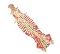 Modèles anatomiques, Modèle de colonne vertébrale flexible peint et numéroté, montrant les structures du cerveau des nerfs cérébelleux Nerfs spinaux