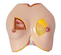 Modèles anatomiques, Modèle de sein féminin - Modèle d'anatomie humaine - Modèle anatomique de sein en PVC - Modèle anatomique d'organe humain - for l'aide à la formation en enseignement médical