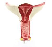 Modèles anatomiques, Modèle de trompe de Fallope ovarienne, utilisé for l'enseignement médical utérin, la gynécologie anatomique, la simulation de communication avec le médecin et le patient