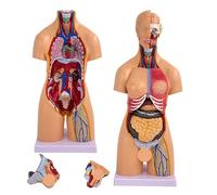 Modèles D’Anatomie Humaine, 21 Pcs Amovible 21 Pouces Modèle D’Anatomie du Torse Humain, Ensemble De Paquets, Cerveau, Corps De Torse Humain, Cœur, Modèle De Squelette, pour étudiant en Méd