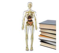 Modèles d'anatomie Corps humain - Modèle de squelette humain, Modèle anatomique de squelette | Modèle d'anatomie du torse humain avec squelette de cerveau de crâne de tête de coeur, outil d'apprentiss