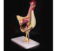 Modèles D'anatomie De Poule Modèle Anatomique De Poulet Démontable en 3D pour La Pratique Vétérinaire Et Enseignement Organe Viscéral Nerve Aveux De Coral Étude Vétérinaire