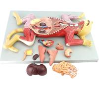 Modèles d'anatomie féline, modèles d'organes du squelette animal, kit de 10 pièces amovibles, muscles viscéraux d'organes d'animaux de compagnie à l'échelle 1:1, for l'étude et l'