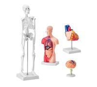 Modèles d'anatomie humaine en 4 pièces, torse de 28cm + squelette de 45cm + modèle de cerveau + modèle de cœur, ensemble complet d'organes, modèle de corps humain amovible