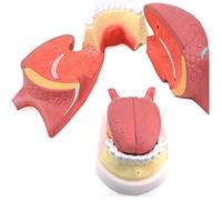 Modèles d'anatomie, Menschliche Zungenanatomie Modell (4 Teile) Zungenz?hne Anatomie Modell Simulation Der Menschlichen Zungenzungenfell Struktur Modellmuskelanatomie Modell Unterric