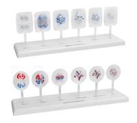 Modèles de comparaison de cellules animales et végétales pour l'anatomie biologique et l'enseignement - Modèles d'anatomie cellulaire faciles à observer