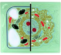 Modèles de comparaison de cellules animales et végétales Science Modèle d'anatomie de cellules animales et végétales Modèle Anatomique médical de cellules animales et végétales Comparaison