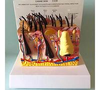 Modèles de dissection, Modèle anatomique de peau chien malade, modèle d'animal, d'enseignement animal for les outils pédagogiques d'étude
