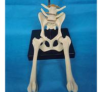 Modèles de dissection, Modèle de squelette d'articulation la hanche chien - anatomique fémoral pelvien animal d'étude animale Utilisé for l'explication vétérinaire et l'affichage des spécimens
