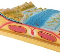 Modèles de terrain scientifique de plaque tectonique géographique 3D,