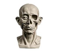 Modèles de tête pour esquisse de portrait, statues en plâtre en résine, modèles de dessin pour étudiants en art, crânes de nature morte, petite sculpture de tête de mannequin humain en résine pour