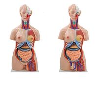 Modèles De Torse D'Anatomie Humaine De 85 Cm, Comprenant Un Squelette, Un Cœur, 23 Organes Amovibles, Un Torse Mixte Avec Dos Ouvert, Idéal Pour L'Étude Et L'Apprentissage. Matériel Pédagogique Pour