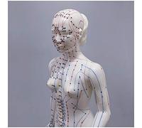 Modèles et Moyens d'enseignement Médical,Squelette Anatomique,Modèle d'acupuncture - Modèle d'acupuncture féminin du Corps Humain avec Points méridiens - Modèle