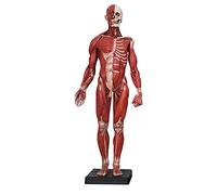 Modèles médicaux, Figurine d'anatomie Humaine, modèle d'anatomie musculo-squelettique Masculine en résine, modèle Anatomique des Muscles et des os Humains, pour étude de Dessin Artistique