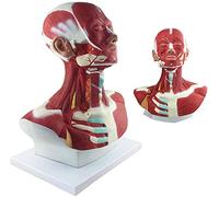 Modèles médicaux, modèle d'anatomie musculaire de la tête et du cou, modèle de tête anatomique humaine avec identification numérique, modèles scientifiques d'anatomie humaine pour l'aide à la formatio
