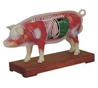 Modèles médicaux, modèle de Cochon d'acupuncture, modèle d'anatomie Animale d'acupuncture vétérinaire, Aide à la Formation médicale
