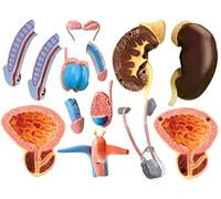 Modèles médicaux, modèle éducatif 4D, modèle d'anatomie Humaine, système reproducteur Masculin, système urinaire Anatomique médical, modèle de testicule pour la physiologie et la biologie