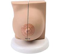 Modèles médicaux, modèle éducatif, modèle anatomique du sein, modèle anatomique d'organe humain, modèle de sein féminin, modèle anatomique médical pathologique en coupe transversale du sein, modèles m