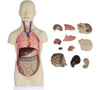 Modèles Modèle Anatomique, modèle du Corps Humain, modèle d'anatomie du Torse Humain sans Genre, cœur Humain, modèles de Squelette, Outils d'étude de modèles 3D avec 12 Organes internes pouv