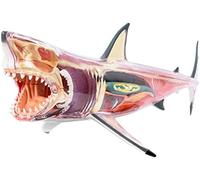 Modèles Modèle d'anatomie de modèle de Squelette, modèle d'anatomie de Grand Requin Blanc - Modèle d'anatomie d'organe de Requin détachable en 20 Parties - Modèle Anatomique Animal de Vision