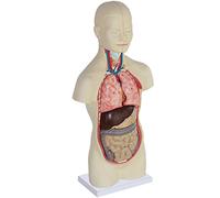 Modèles Modèle d'anatomie du Torse 19 Pouces Mini avec 12 pièces Amovibles Modèle d'assemblage Anatomique des Organes Humains Excellent modèle d'anatomie Humaine pour Les Enfants