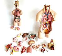 Modèles Modèle d'enseignement, modèle d'anatomie du Buste Humain détachable en 19 Parties, boîtier d'organes internes Humains, modèle de Corps intérieur Humain pour modèle d'enseignement d'a