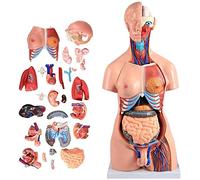 Modèles Modèle d'enseignement, modèle de Corps Humain, modèle Anatomique de Torse de 55/85 cm pouvant être détaché, 21 pièces/23 pièces, Organes reproducteurs Masculins et féminins, Anatomie