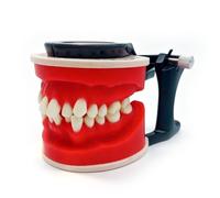 Modèles pédagogiques en orthodontie, modèles de malocclusion dentaire à visée éducative/Modèles de gencives en cire rouge pour l'apprentissage et la formation(8017 A)