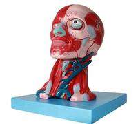 Modèles scientifiques d'anatomie Humaine Tête et Cou avec vaisseaux, nerfs et Cerveau Corps Humain en Plastique Muscle Enseignement Modèle Anatomique Éducatif