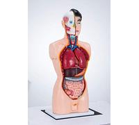 Modèles Squelette Anatomique, Torse 85 cm, modèle Anatomique viscéral médical, modèle corporel, modèles PVC, modèle d'anatomie Humaine 19 Parties pour l'enseignement et l'apprentissage