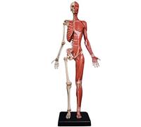 Modèles squelettes anatomiques 60 cm Figure d'anatomie féminine Musculature Humaine Squelette Modèle Anatomique Modèles Peinture Modèle Peau Anatomique Humaine Référence pour Artistes