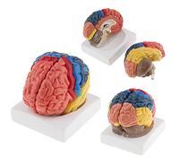 Modèles squelettes anatomiques Modèle partition Fonctionnelle du Cerveau Grandeur Nature Modèle Anatomique du Cerveau Humain Offre Scolaire Fonction Artère cérébrale Couleur enseignée