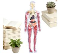Modello Anatomico Del Corpo Umano - 28.5cm Manichino Educativo STEM Bambini | Gioco Scientifico Interattivo Scuola E Casa - Removibili In ABS | Kit Didattico Studio E Sale Giochi