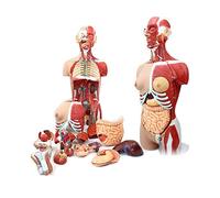 Models 85CM modèle d'anatomie du Torse Humain des Deux sexes détachable 29 Parties modèle d'anatomie des Organes internes Humains modèle de Muscle Squelette ressources éducatives