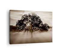 Moderne Impression sur Toile arbre champ nature Image Tableau Decoration Murale 70x50cm Deco Cadre Décoration Salon Chambre Cuisine Horizontal Tableaux Decoratifs Muraux Art Wall Decor AA70x50-3811