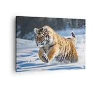 Moderne Impression sur Toile tigre animal Image Tableau Decoration Murale 70x50cm Deco Cadre Décoration Salon Chambre Cuisine Horizontal Petit Tableaux Decoratifs Muraux Art Wall Decor AA70x50-3928