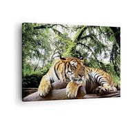 Moderne Impression sur Toile Tigre Jungle Repos Image Tableau Decoration Murale 70x50cm Deco Cadre Décoration Salon Chambre Cuisine Horizontal Tableaux Decoratifs Muraux Art Wall Decor AA70x50-4166