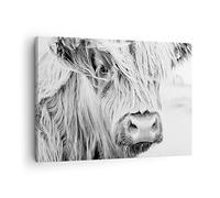 Moderne Impression sur Toile Vache Écossais Des Animaux Image Tableau Decoration Murale 70x50cm Deco Cadre Décoration Salon Chambre Cuisine Horizontal Tableaux Decoratifs Muraux Art Wall AA70x50-5129