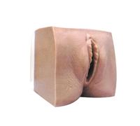Modifications cervicales prénatales et modèle de relation avec le canal génital (modèle de modification cervicale for les étudiants en médecine, les médecins, les infirmières et les cabinets)