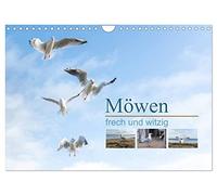 Möwen frech und witzig (Wandkalender 2026 DIN A4 quer), CALVENDO Monatskalender: Ein Kalender der fröhlich macht und zum Schmunzeln anregt