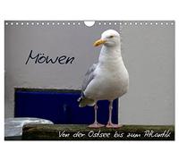 Möwen - Von der Ostsee bis zum Atlantik (Wandkalender 2026 DIN A4 quer), CALVENDO Monatskalender: Ob in Warnemünde oder an der Algarve - Möwen gehören zum Meer wie die Wellen und das Rauschen.