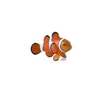 Mojo Fun 387090 Clown Fish - Realistic Sea Life Marine Toy Replica