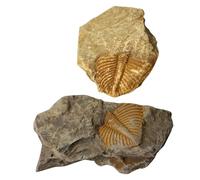 MOKKHNB 2 Pièces Fossiles Trilobites Spécimens Compacts en Fossile pour Enrichir Les Connaissances Éducatives Garçon et Filles Jour Spécial