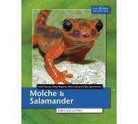 Molche Und Salamander