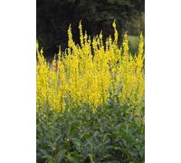 Molène noire ou Bouillon-noir - Verbascum nigrum - vivace