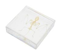 MOLUCKFU Authentique Squelette de Chauve-Souris Os Réels Spécimen Animal pour Enseignement Décor de Salle de Classe Objet de Collection Précis et Matériel DIY